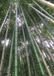 Бамбуковый лес. Ассоциативные карты. Логинова Ольга