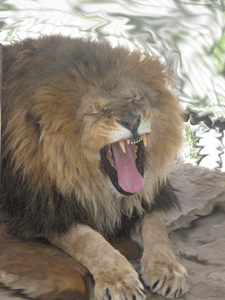 Лев просыпается. Фото Логиновой