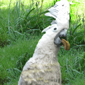 Попугай Кеша. Фото Логиновой Ольги