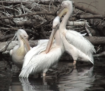 Семья пеликанов. Фото Логиновой Ольги