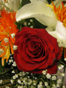 Цветы. Роза. Фото Логиновой Ольги